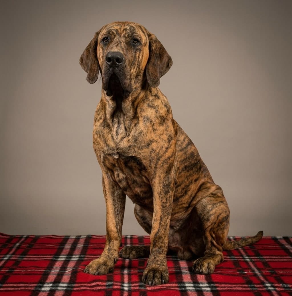 Fila Brasileiro dog