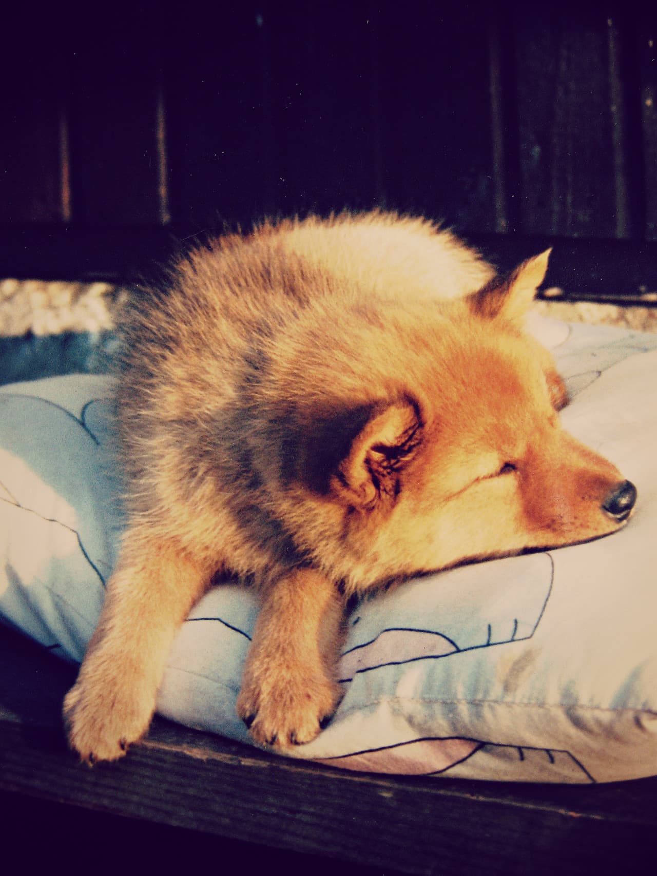 Finnish Spitz dog