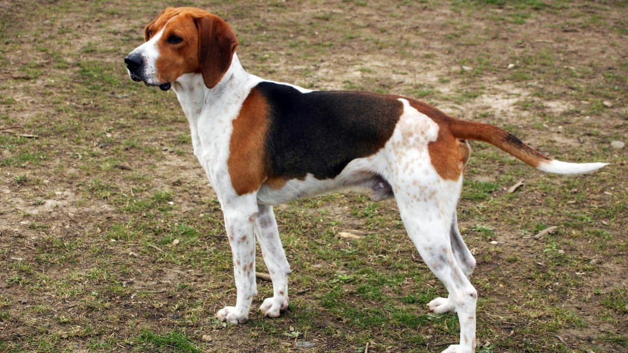 Harrier dog