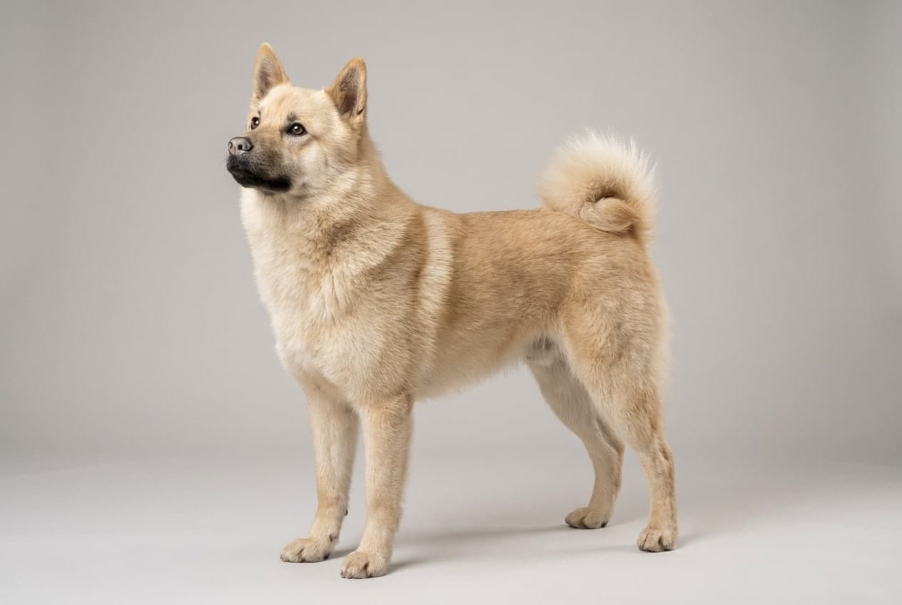 Hällefors Elkhound dog