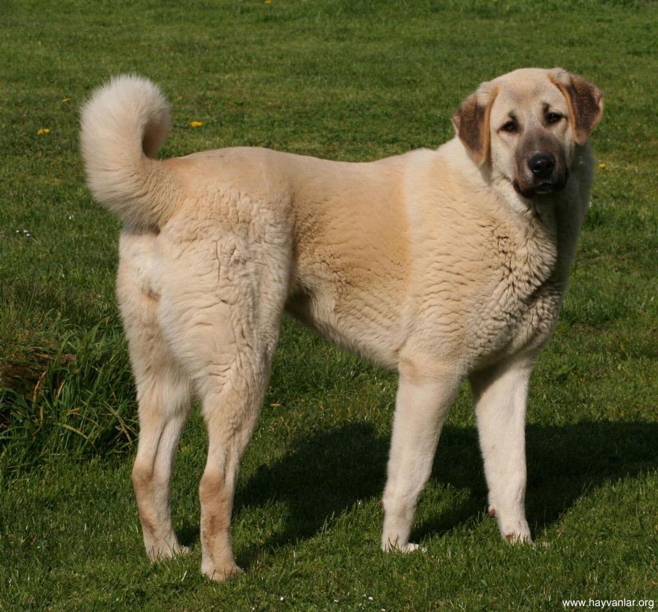 Kangal Shepherd Dog dog