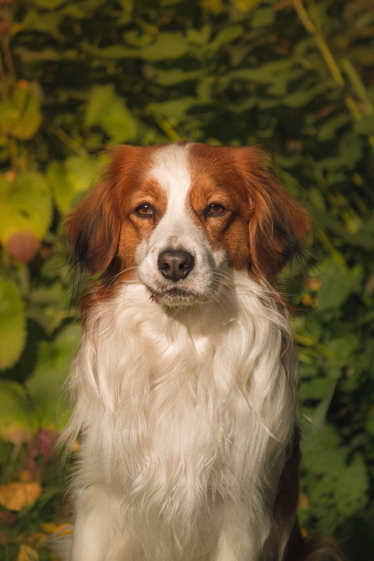 Kooikerhondje dog