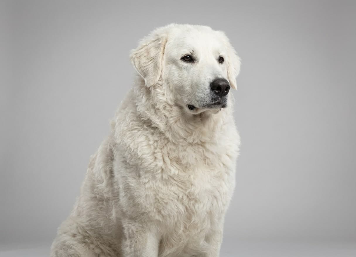 Kuvasz dog