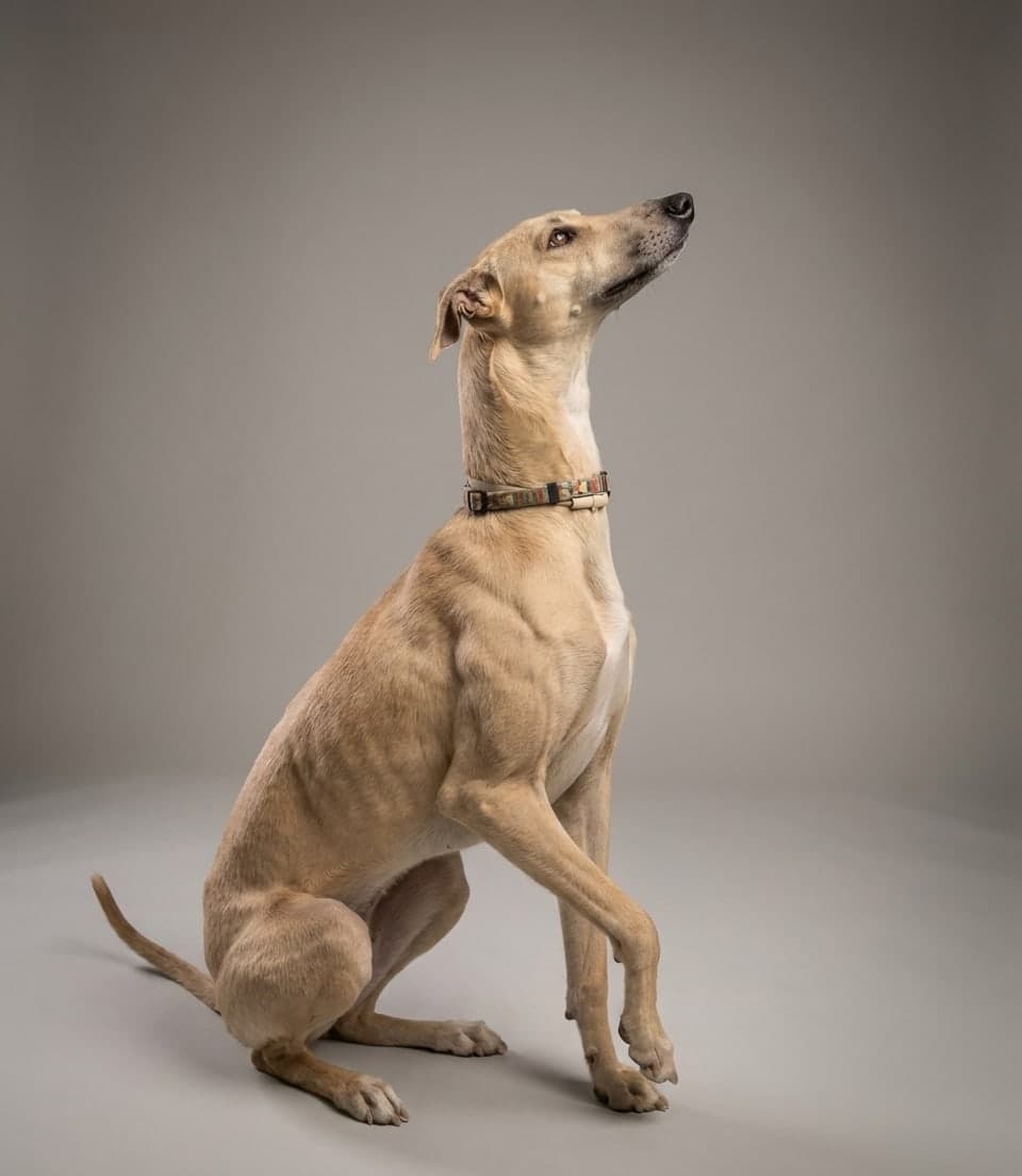 Levriero Sardo dog