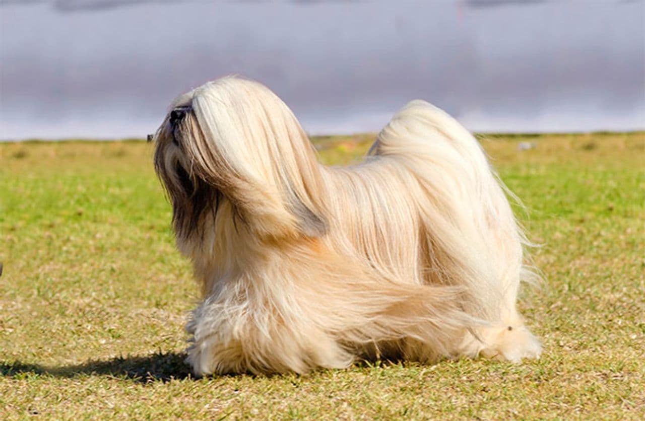 Lhasa Apso dog