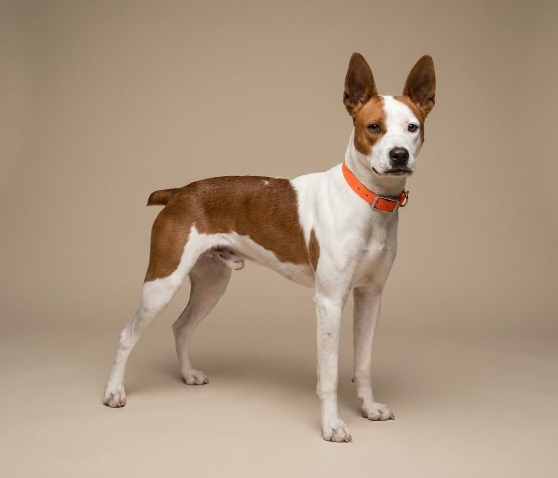 Mountain Feist dog