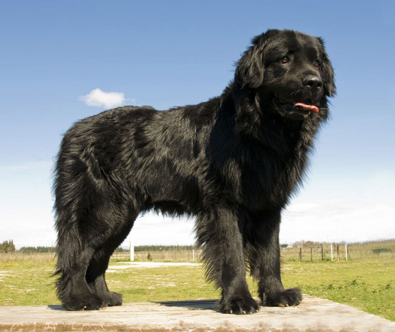 Newfoundland dog