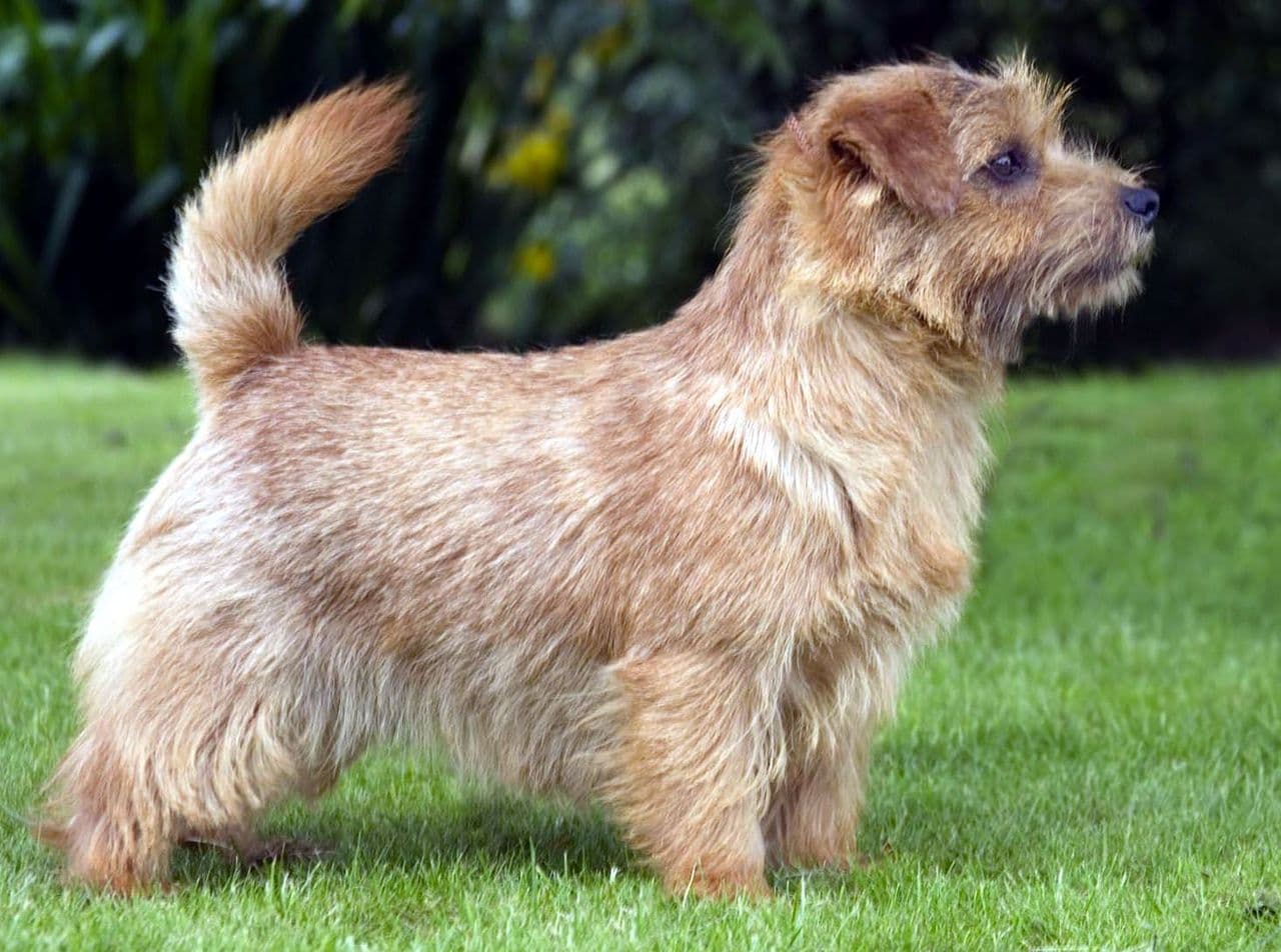 Norfolk Terrier dog