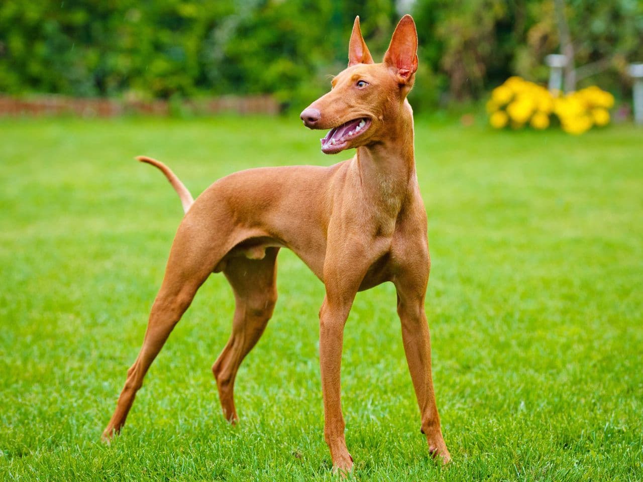 Pharaoh Hound dog