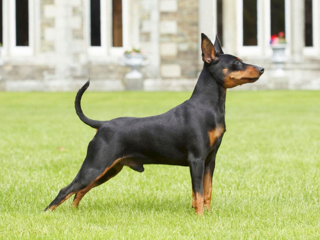 Miniature Pinscher dog
