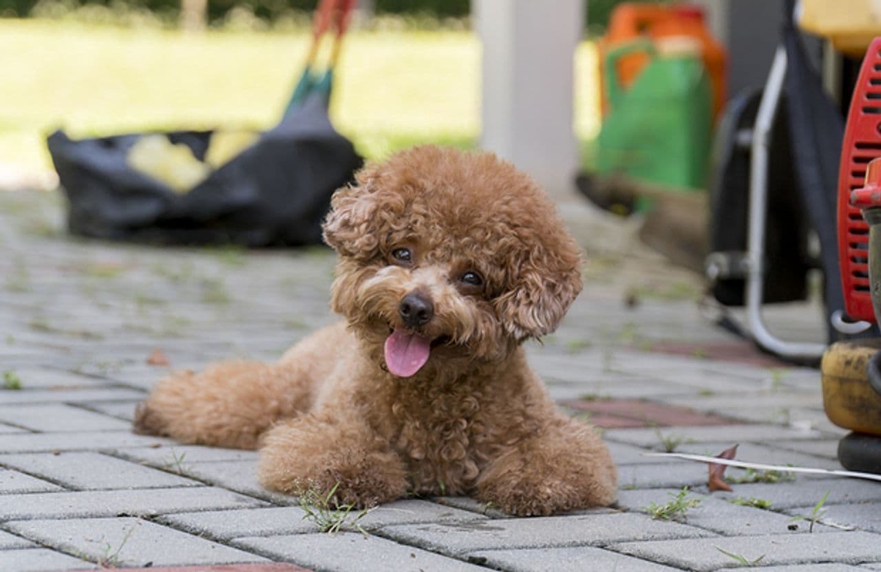 Poodle (Toy) dog
