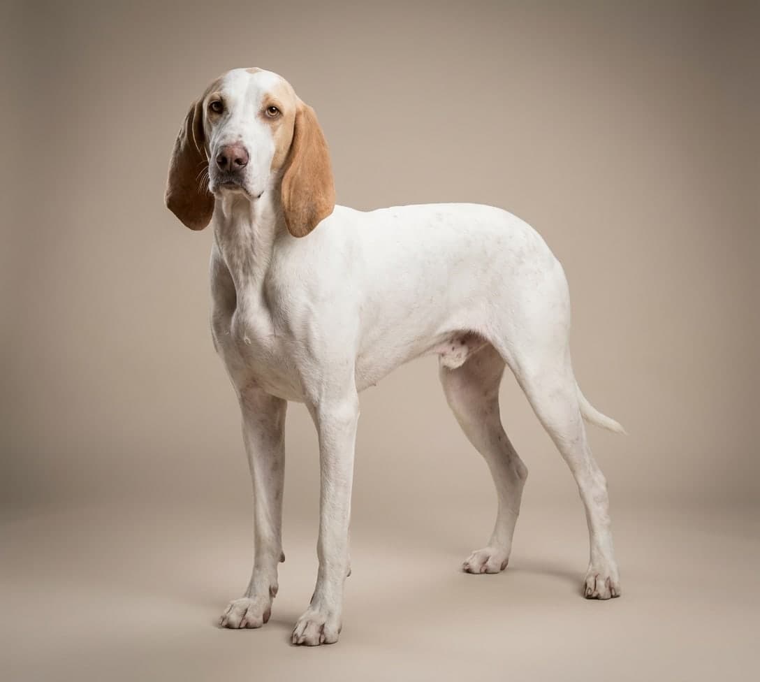 Porcelaine dog