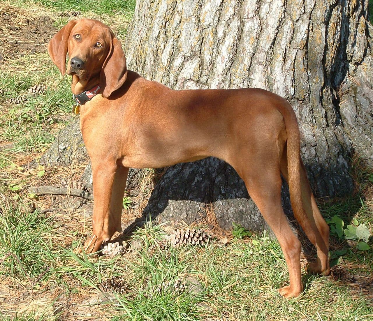 Redbone Coonhound dog