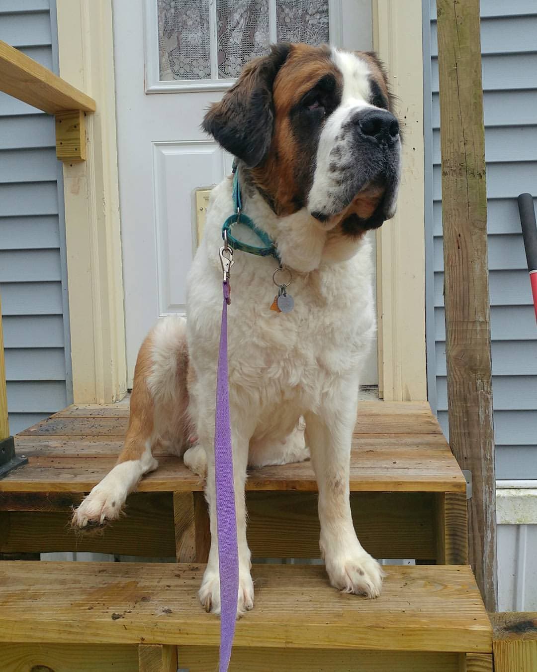 Saint Bernard dog