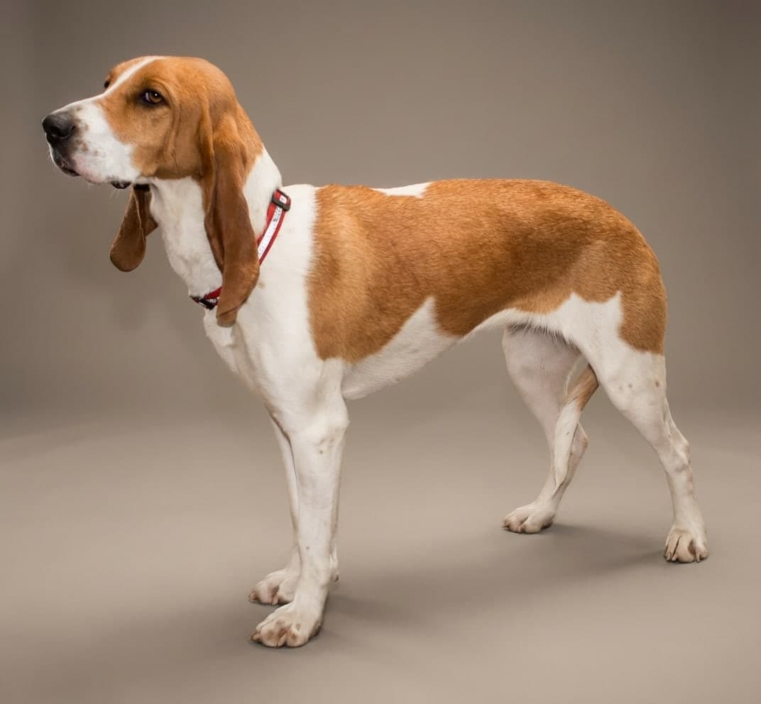 Schweizer Laufhund dog