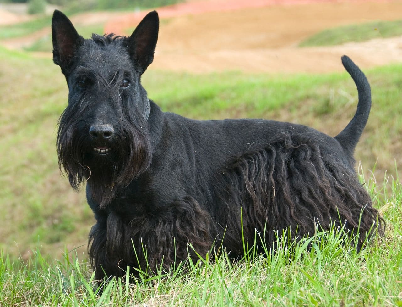 Scottish Terrier dog