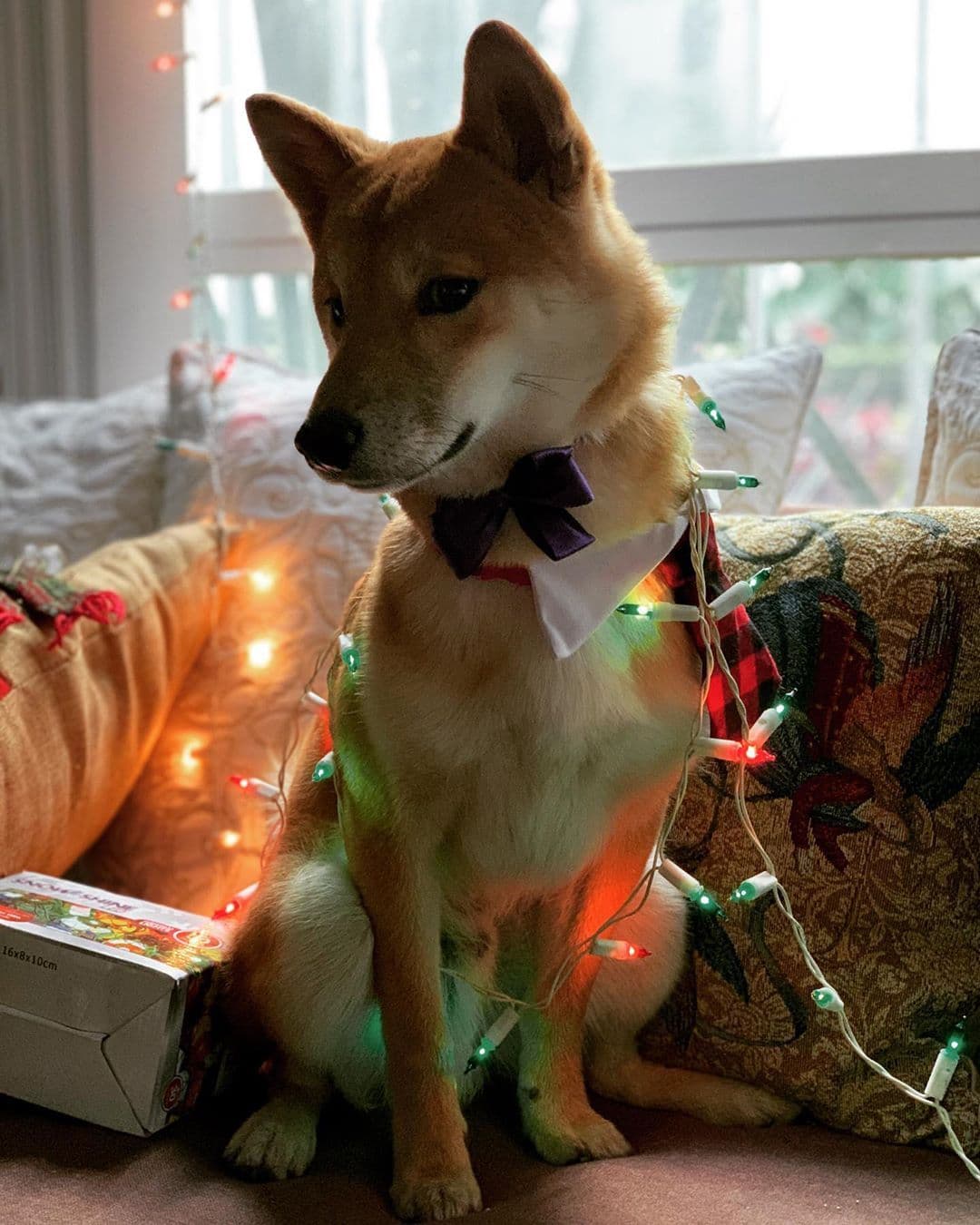 Shiba Inu dog