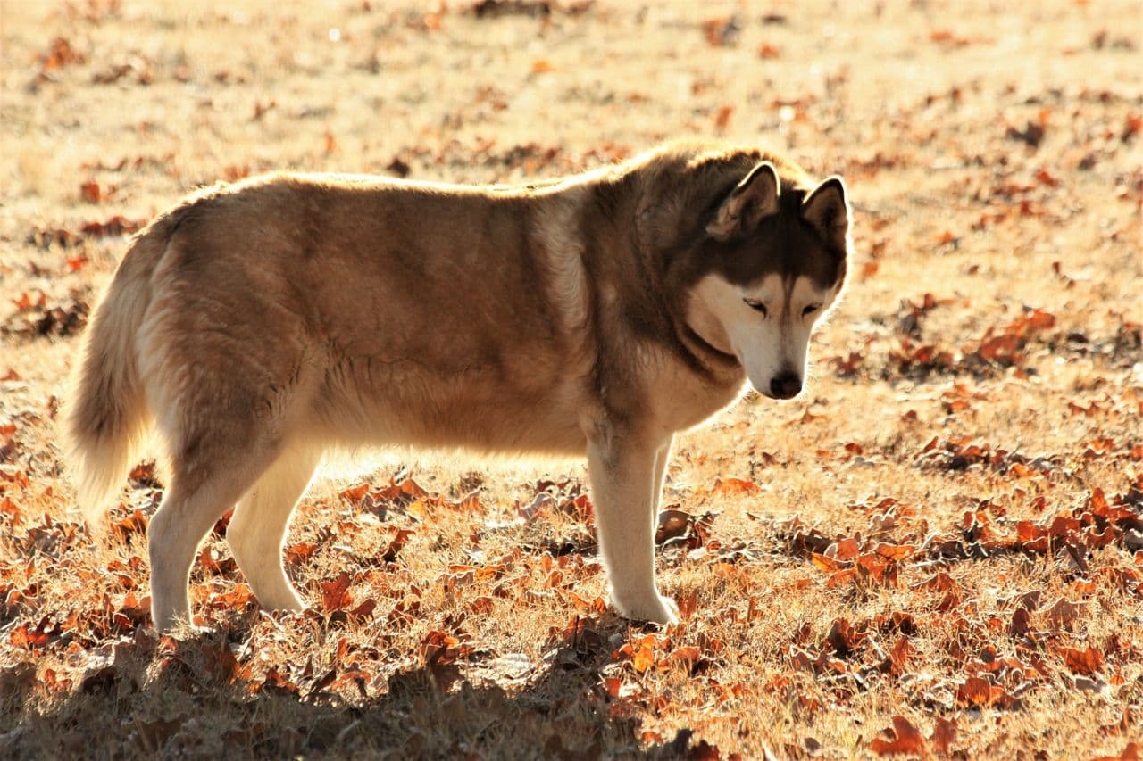 Siberian Husky dog