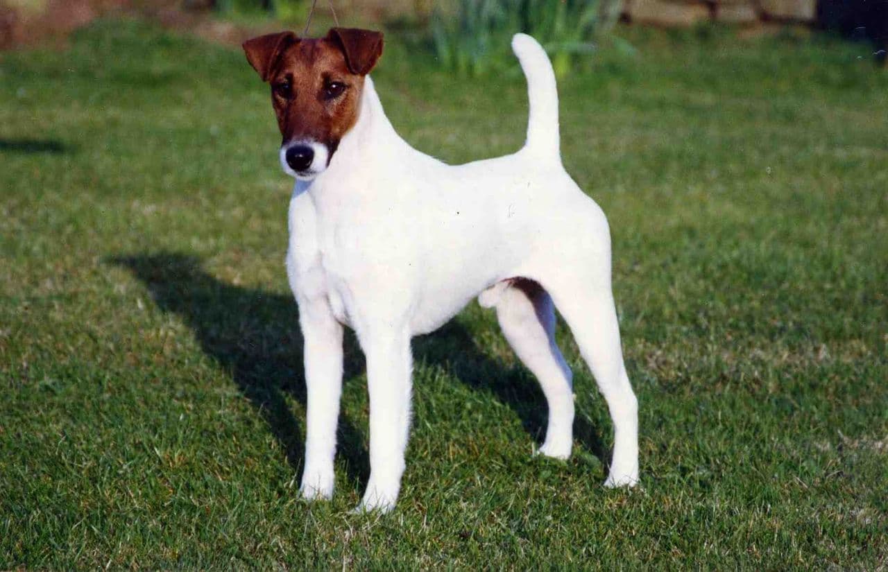 Smooth Fox Terrier dog