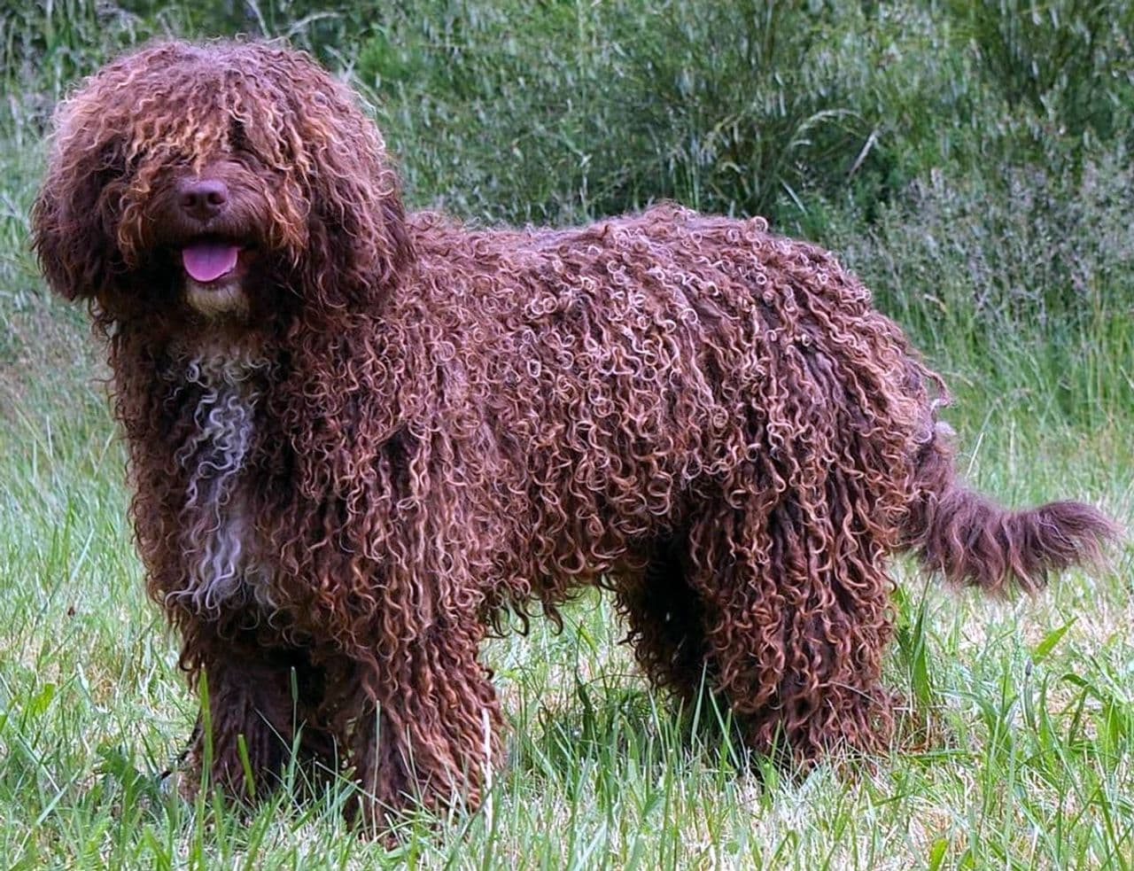 Spanish Water Dog dog