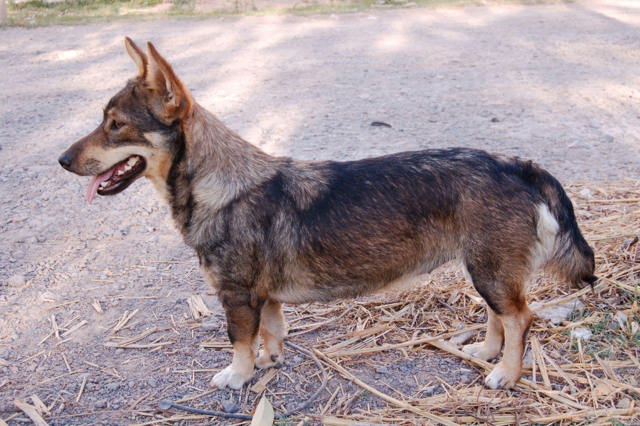 Swedish Vallhund dog