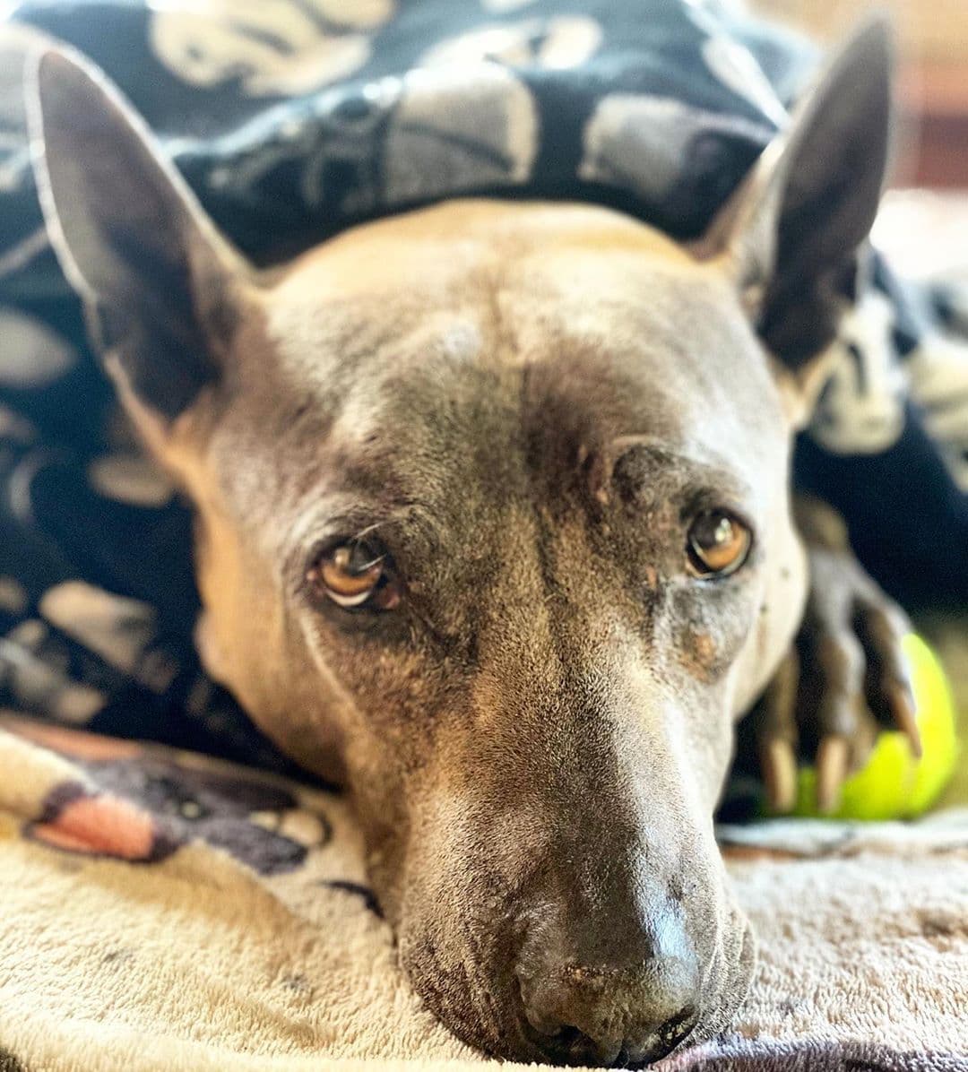 Thai Ridgeback dog