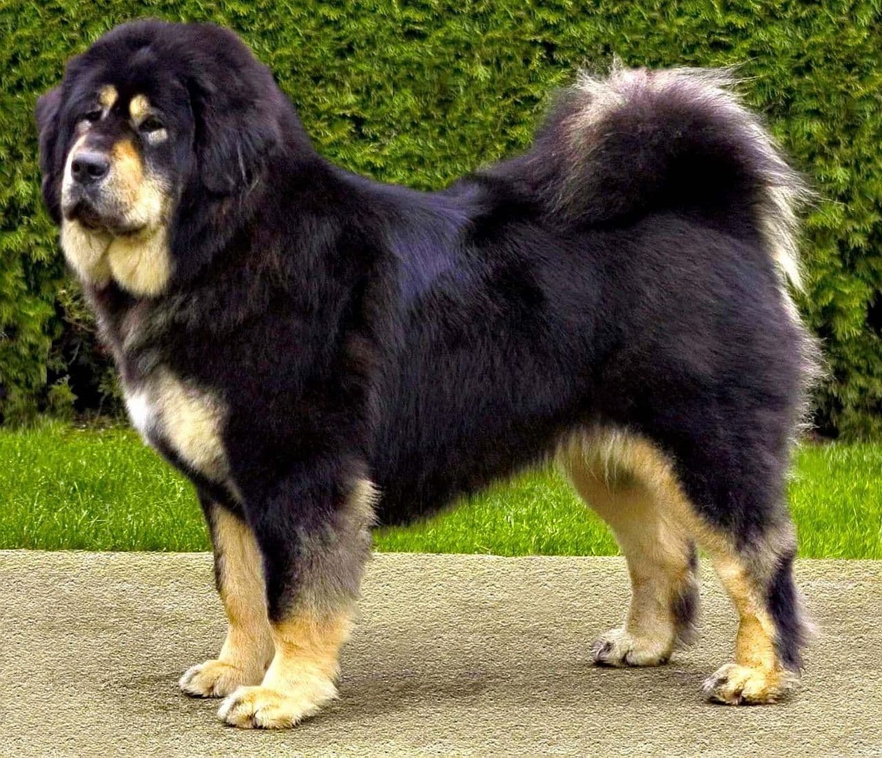 Tibetan Mastiff dog