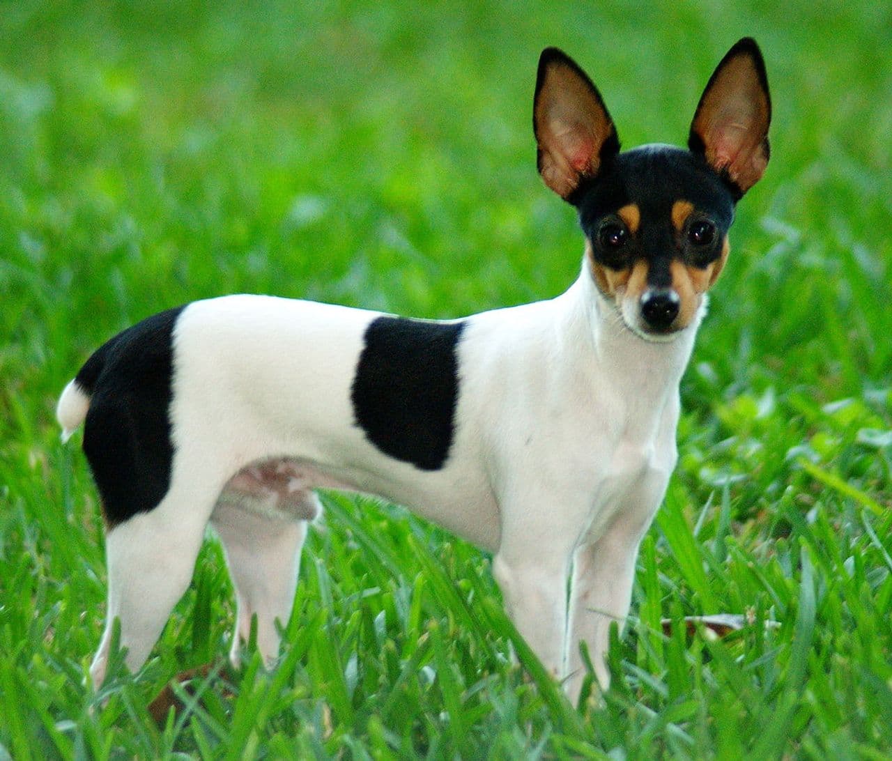 Toy Fox Terrier dog