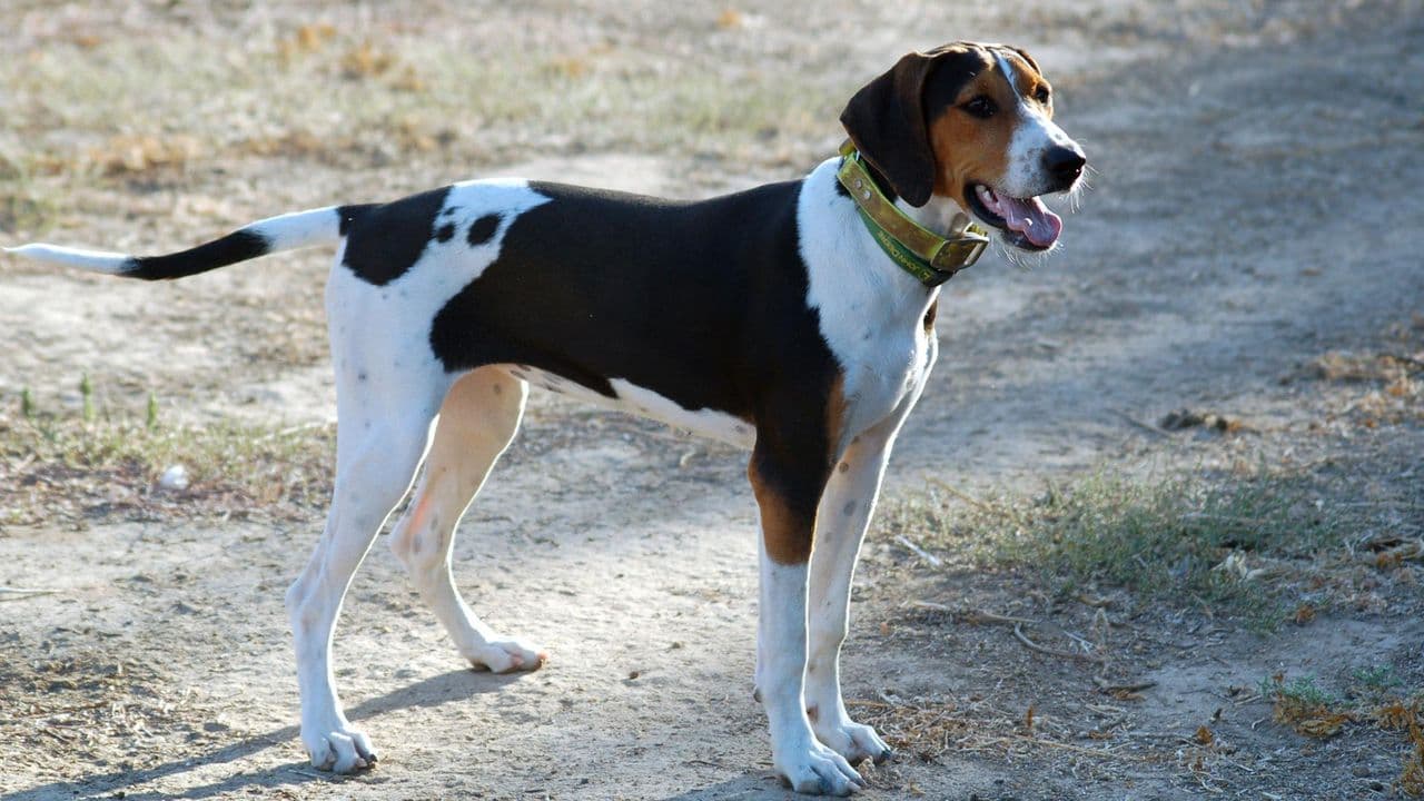 Treeing Walker Coonhound dog
