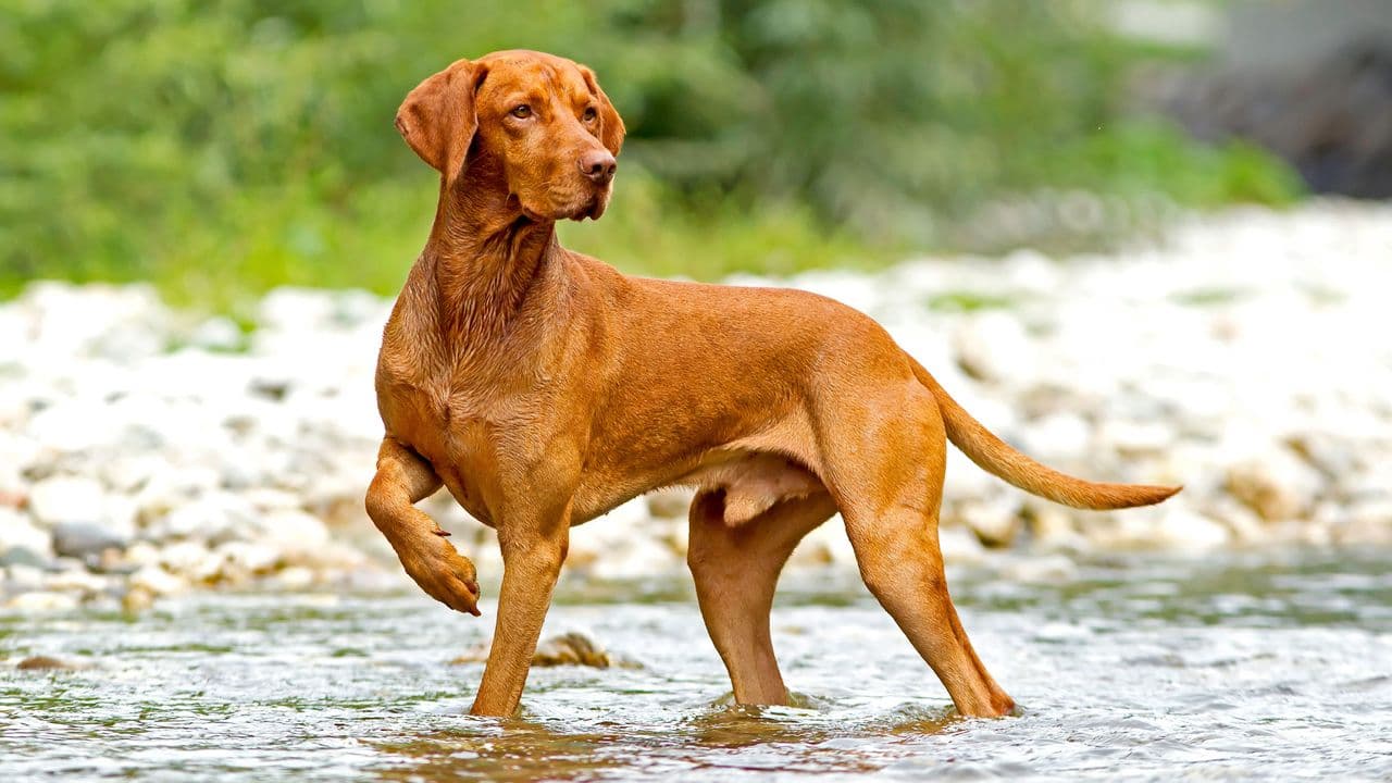 Vizsla dog