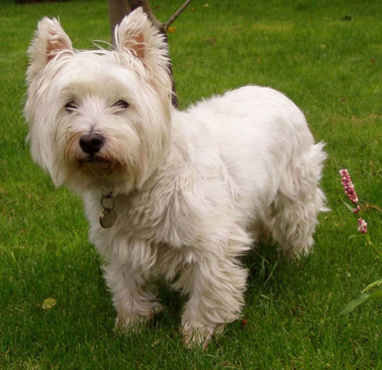 West Highland White Terrier dog