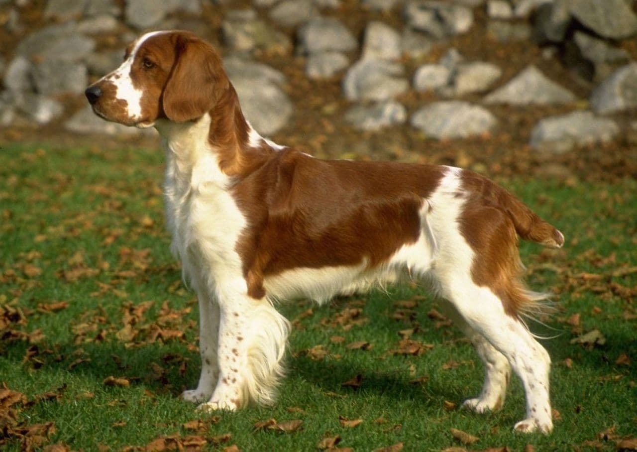Welsh Springer Spaniel dog