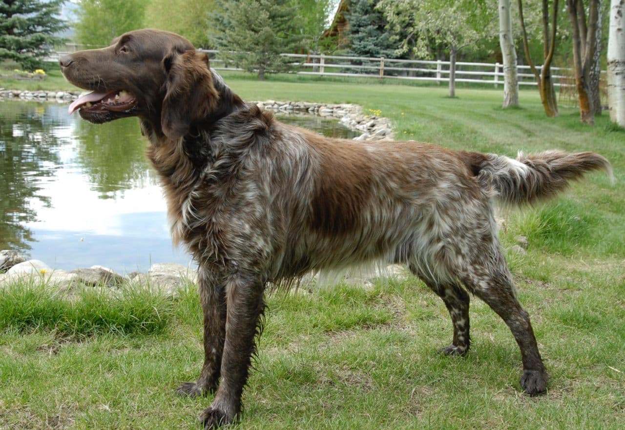 Wirehaired Pointing Griffon dog