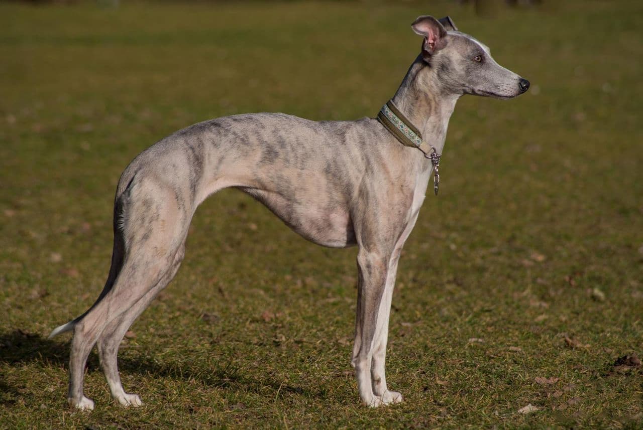 Whippet dog