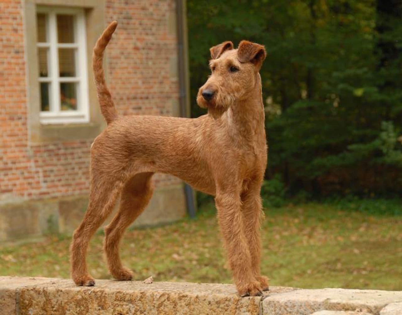Irish Terrier dog