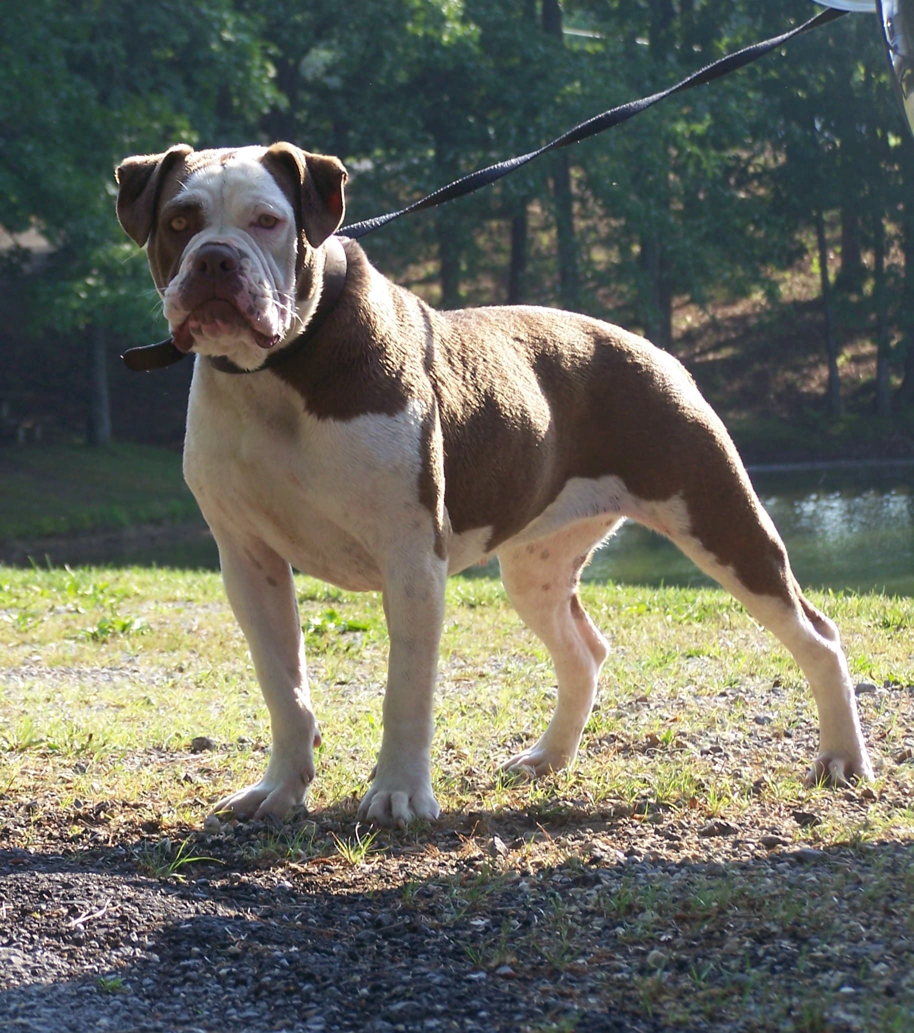 Alapaha Blue Blood Bulldog dog