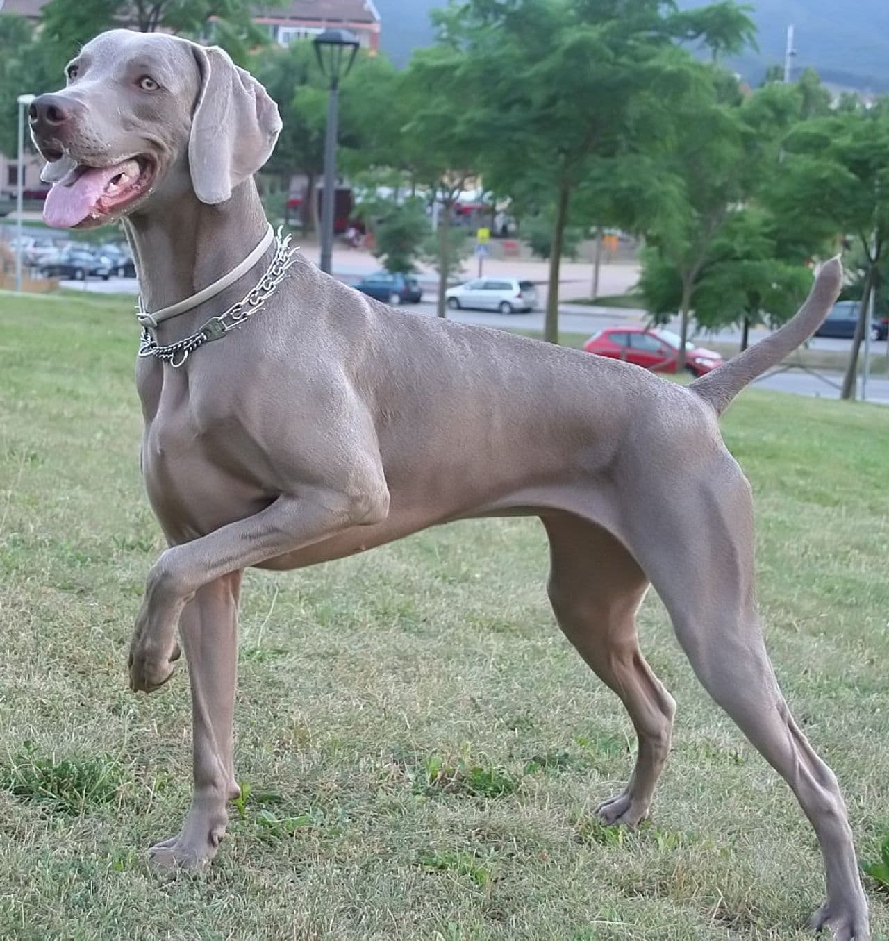 Weimaraner dog