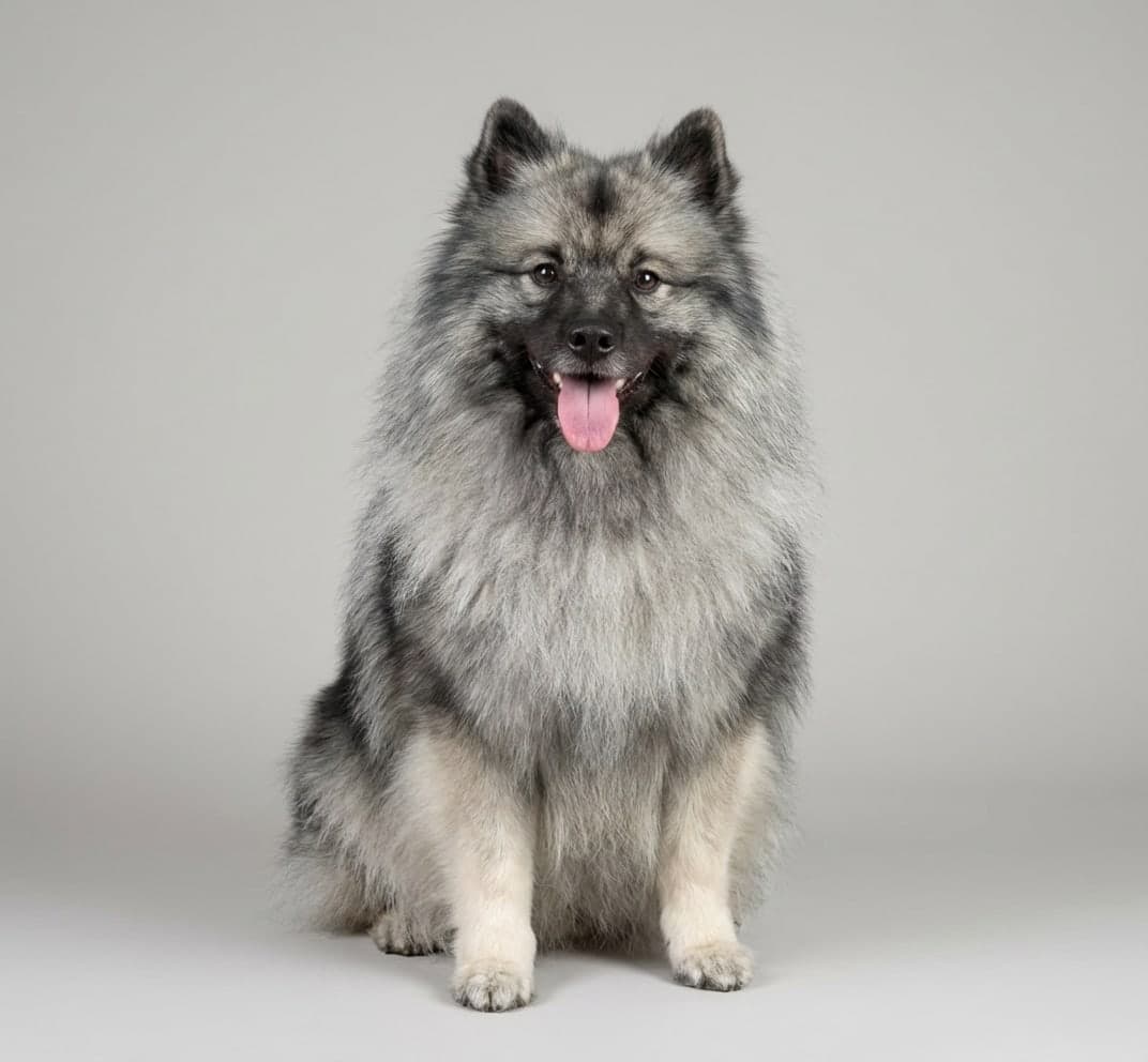 Keeshond dog