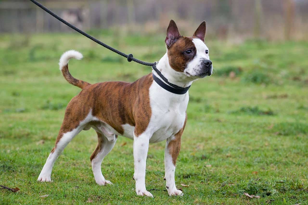 Staffordshire Bull Terrier dog