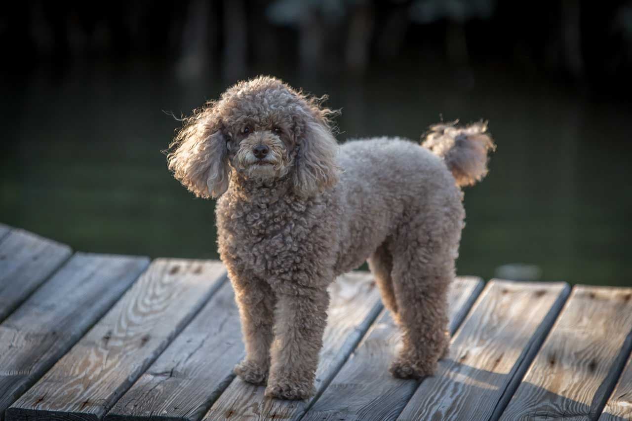 Poodle (Miniature) dog