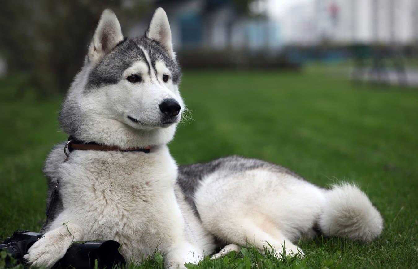 Alaskan Husky dog