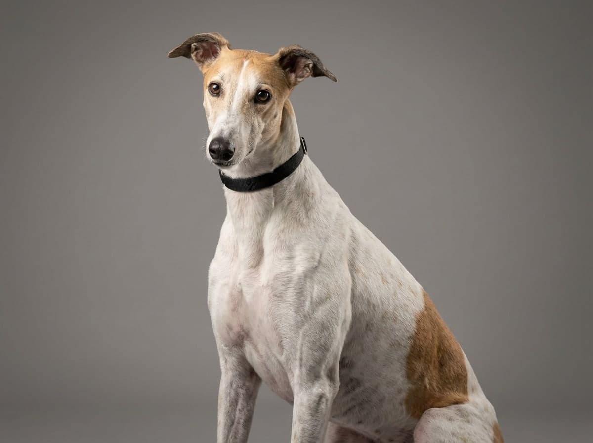 Greyhound dog