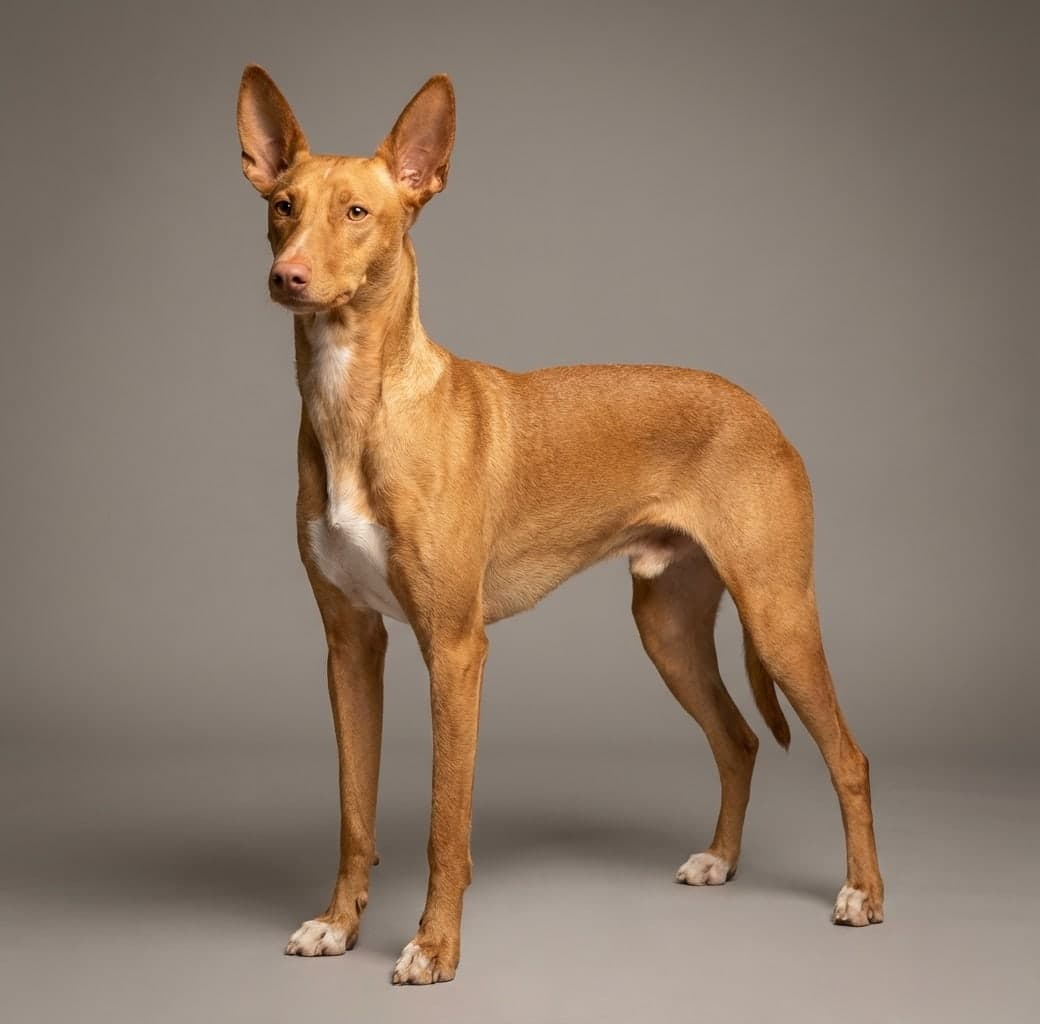Podenco Andaluz dog