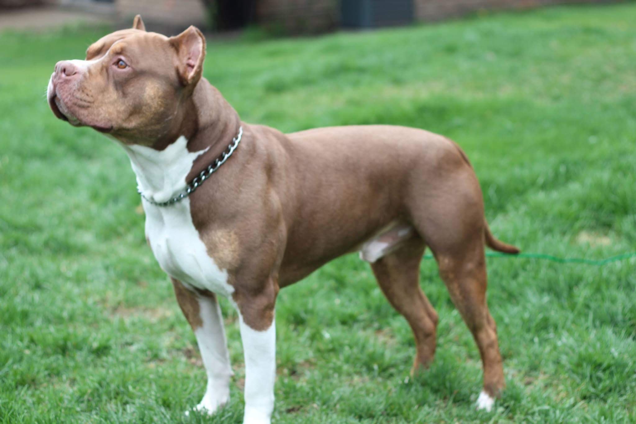 American Bully dog