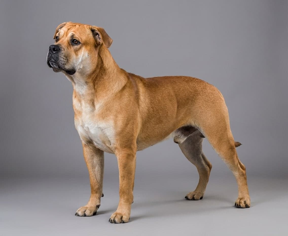 Ca de Bou dog