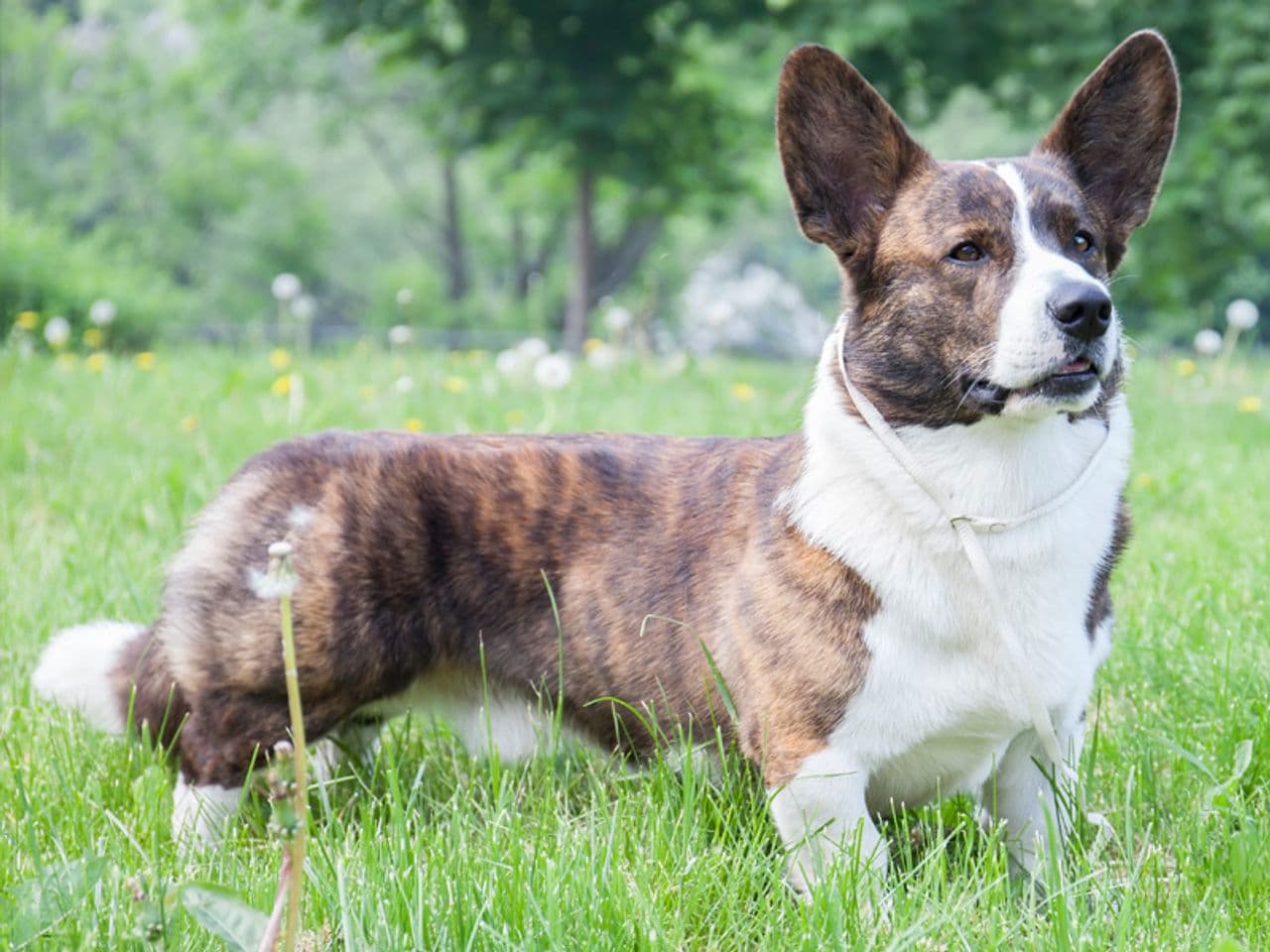 Cardigan Welsh Corgi dog