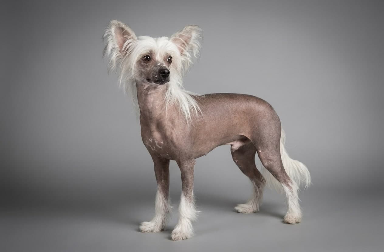 Chinese Crested dog