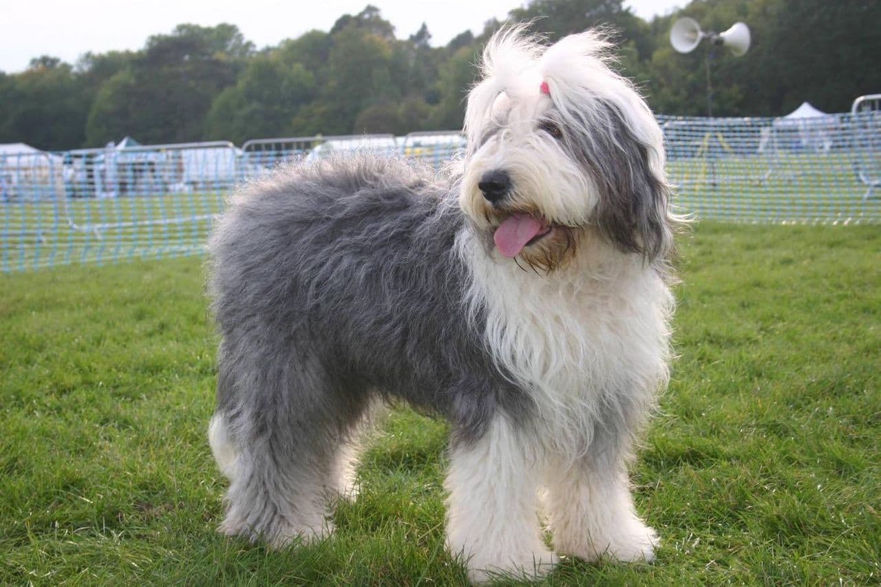 Old English Sheepdog dog