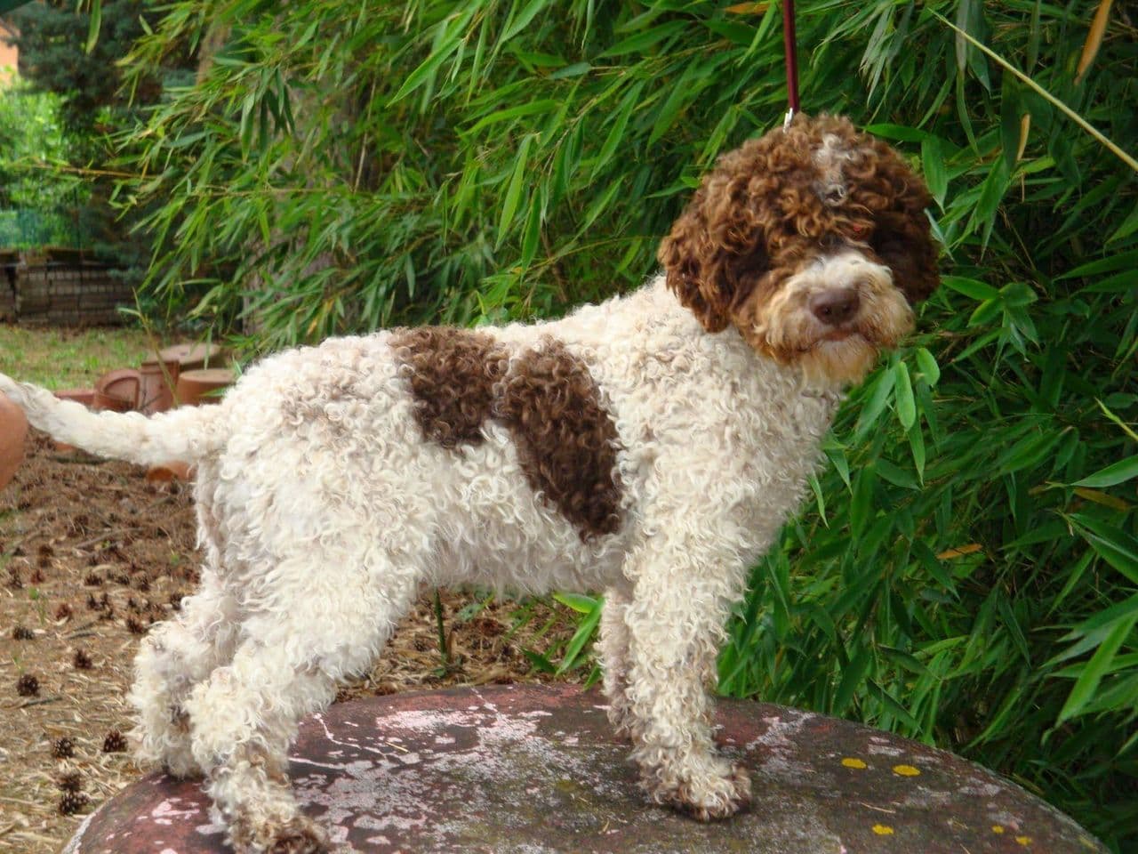Lagotto Romagnolo dog