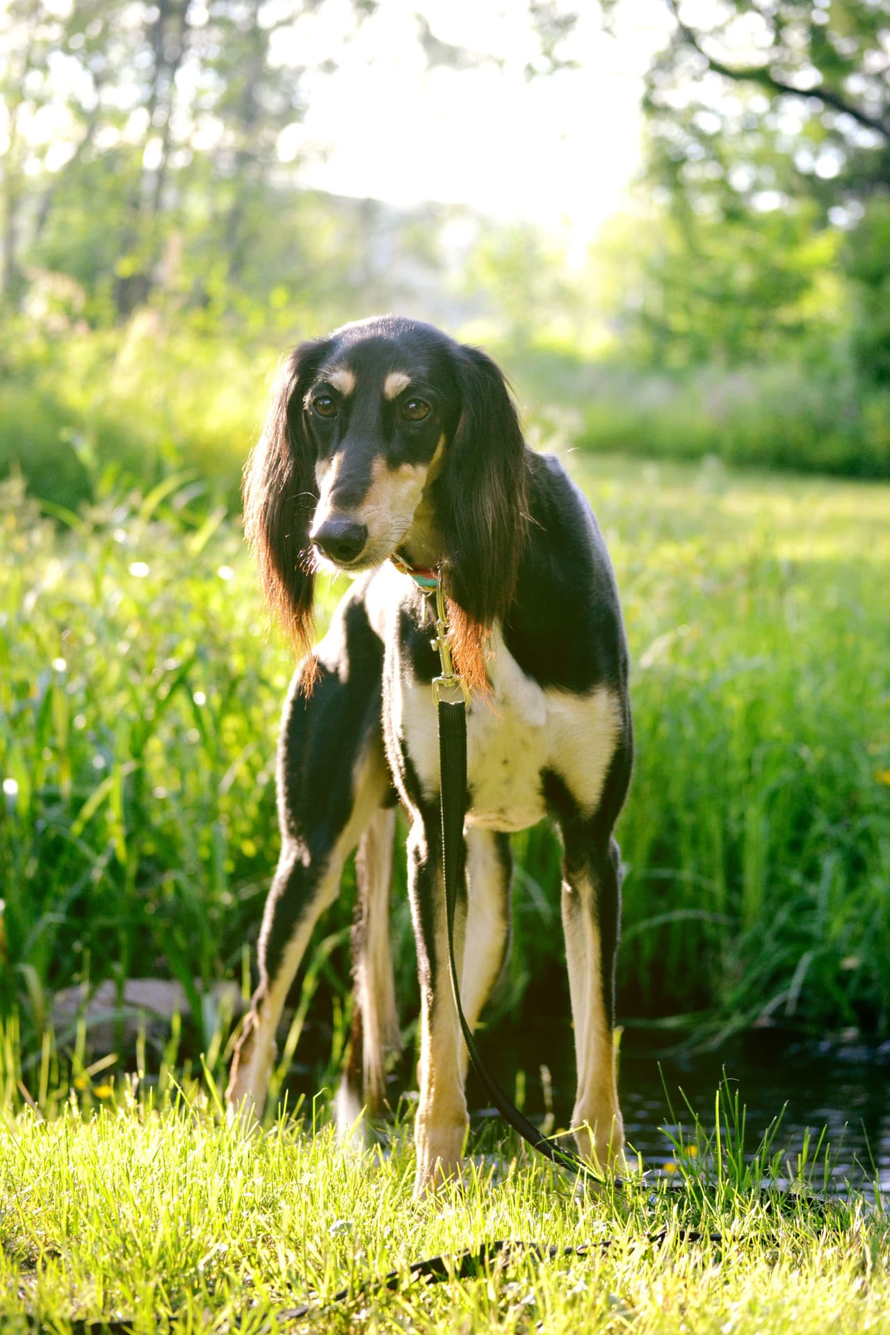 Saluki dog
